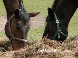 Obrazek